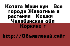 Котята Мейн кун - Все города Животные и растения » Кошки   . Челябинская обл.,Коркино г.